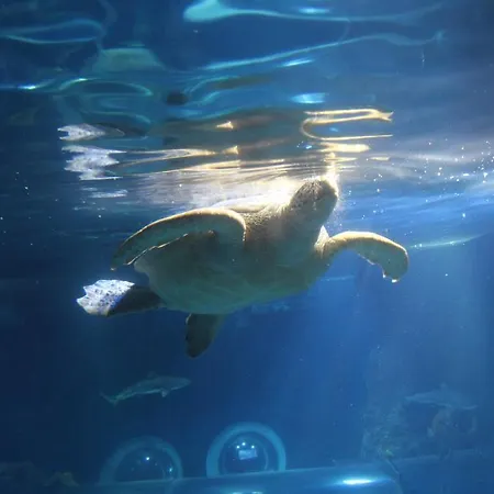 מלון Krone - Tor Zum Suedschwarzwald שטולינגן