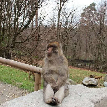 Krone - Tor Zum Suedschwarzwald 3*