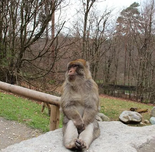 Krone - Tor Zum Suedschwarzwald 3*